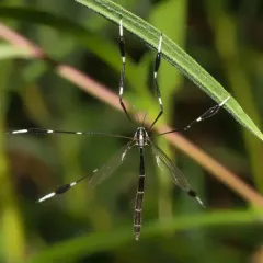 Eastern Phantom Crane Fly thumbnail 3