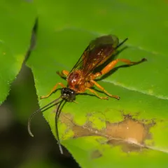 Theronia hilaris thumbnail 3