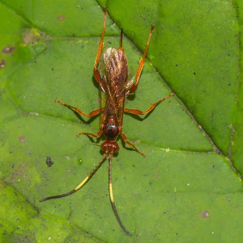 Polytribax pallescens