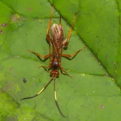Polytribax pallescens thumbnail 1
