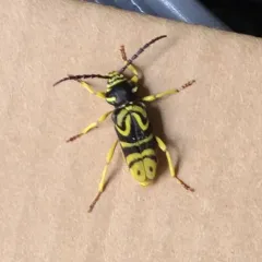 Sugar Maple Borer thumbnail 4