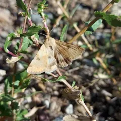 Darker-spotted Straw Moth thumbnail 4