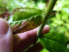 Calycomyza novascotiensis thumbnail 1