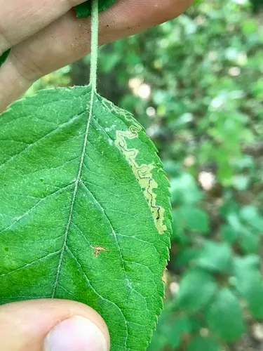 Stigmella purpuratella
