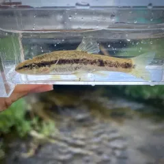 Western Blacknose Dace thumbnail 4