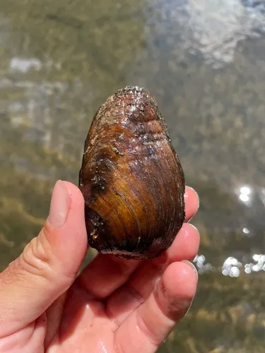 Clubshell Pearly Mussel