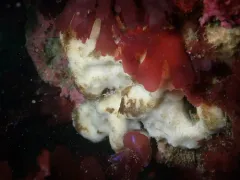 Elephant Ear Sponge thumbnail 2