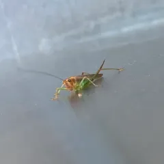 Long-tailed Meadow Katydid thumbnail 2