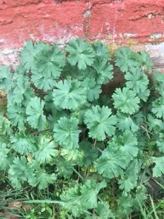 Hedgerow Crane's-bill thumbnail 2