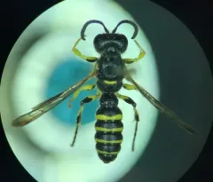 Cerceris arelate thumbnail 4