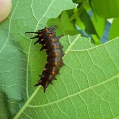 Pipevine Swallowtail thumbnail 3