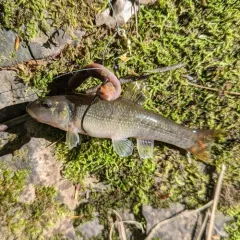 Cutlip Minnow thumbnail 3