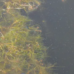 widgeongrass thumbnail 3