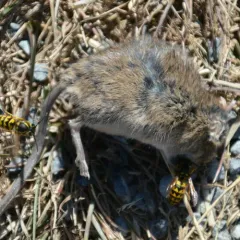 Townsend's Vole thumbnail 3