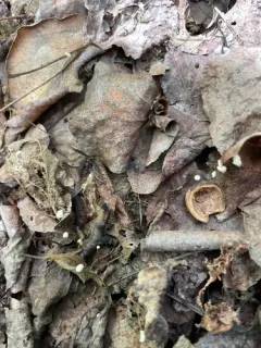 leaf parachute thumbnail 2