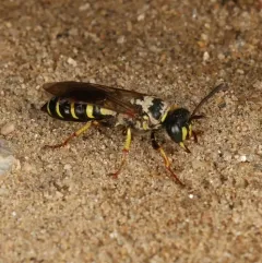 Eastern Ant-Queen Kidnapper thumbnail 2