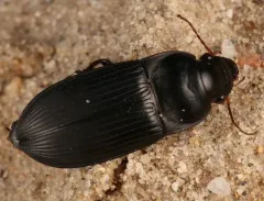 Murky Ground Beetle thumbnail 2
