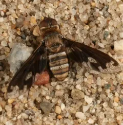 Band-winged Bee Fly thumbnail 3