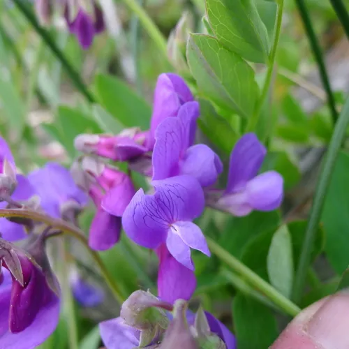 seaside pea