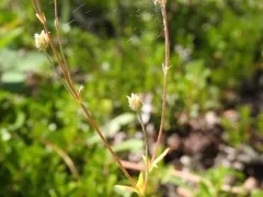 forked cinquefoil thumbnail 2
