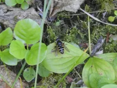 Six-banded Pond Fly thumbnail 2