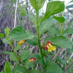 twinberry honeysuckle thumbnail 1