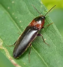 Red Click Beetle thumbnail 4