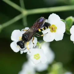 Ectemnius maculosus thumbnail 2