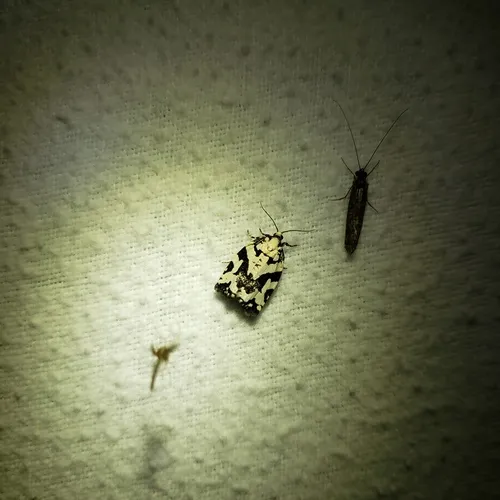Boldly-marked Archips Moth
