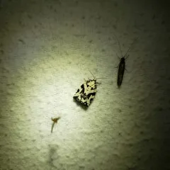 Boldly-marked Archips Moth thumbnail 1