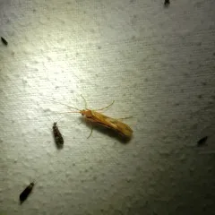 Diamond Northern Caddisfly thumbnail 2