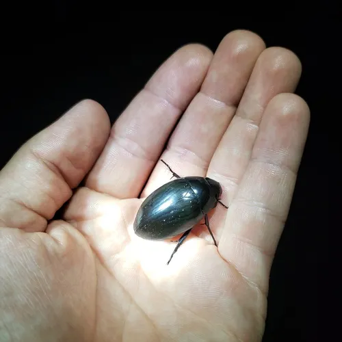 Hydrophilus ovatus