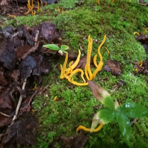 Orange Spindle
