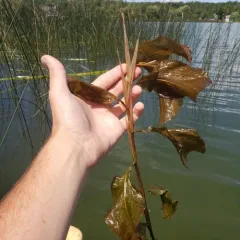Broad-leaved Pondweed thumbnail 3