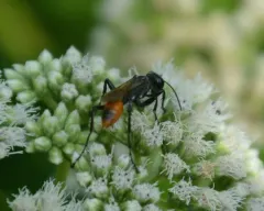 Parker's Thread-waisted Wasp thumbnail 3