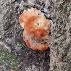 green cheese polypore thumbnail 3