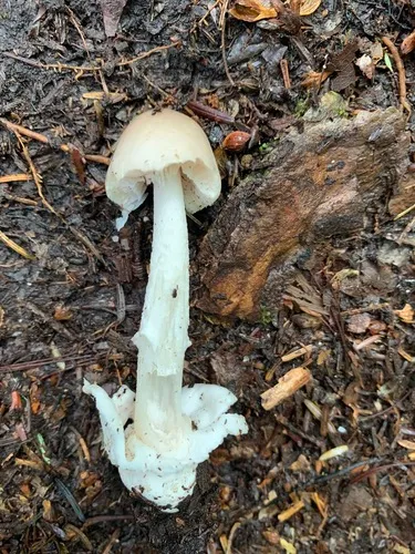 Amanita coryli