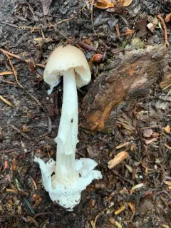 Amanita coryli thumbnail 1