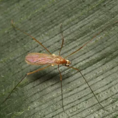 Erioptera vespertina thumbnail 3