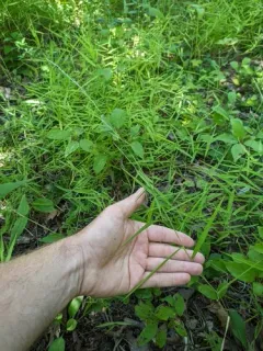 Cliff Muhly thumbnail 2