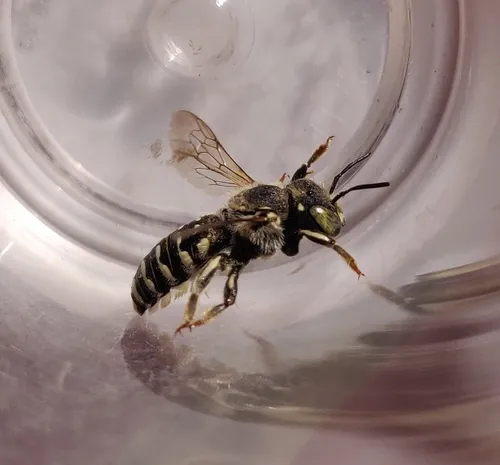 Anthidium utahense