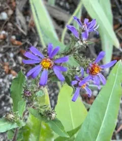 thickstem aster thumbnail 2