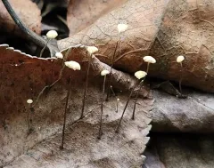 leaf parachute thumbnail 3