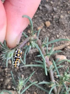 Cucullia dorsalis thumbnail 4