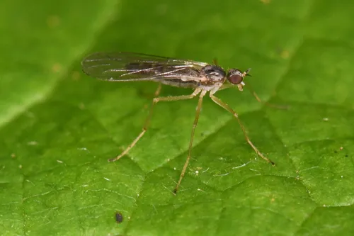 Boreodromia bicolor
