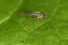 Boreodromia bicolor thumbnail 1