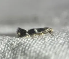 Elachista illectella thumbnail 4