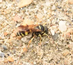 Gorytes canaliculatus thumbnail 3
