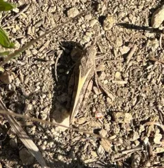 Pronotal Range Grasshopper thumbnail 2