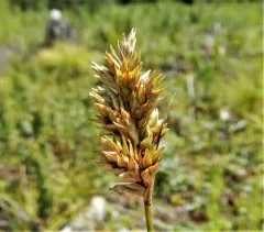 swarthy sedge thumbnail 3